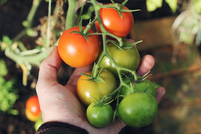 How Does Urban Farming Work